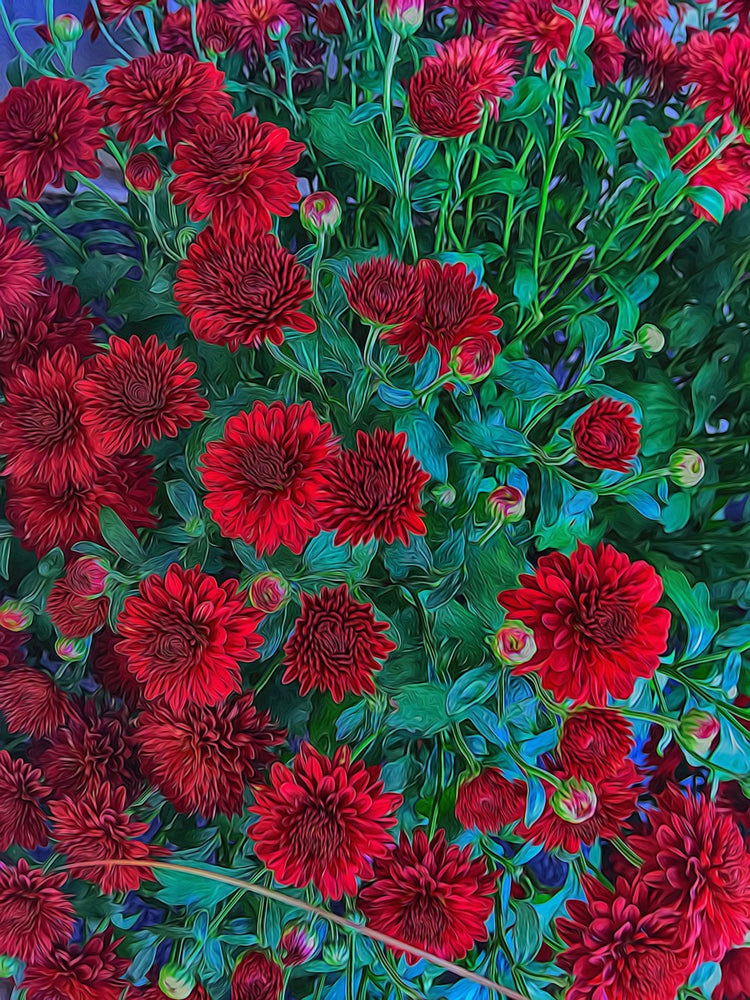 Red Mums