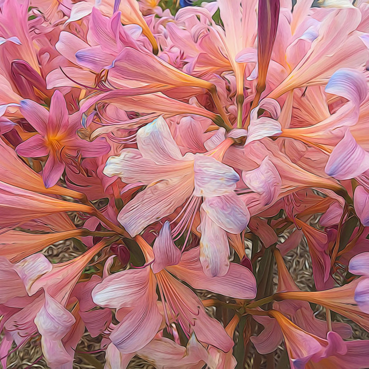 Pink Amaryllis