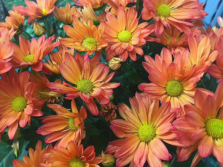 Cream and Pink Fall Flowers