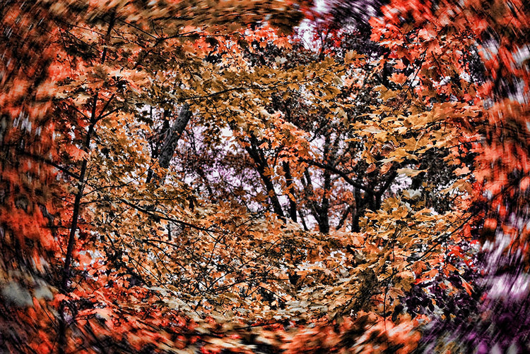 Fall Windy Leaves