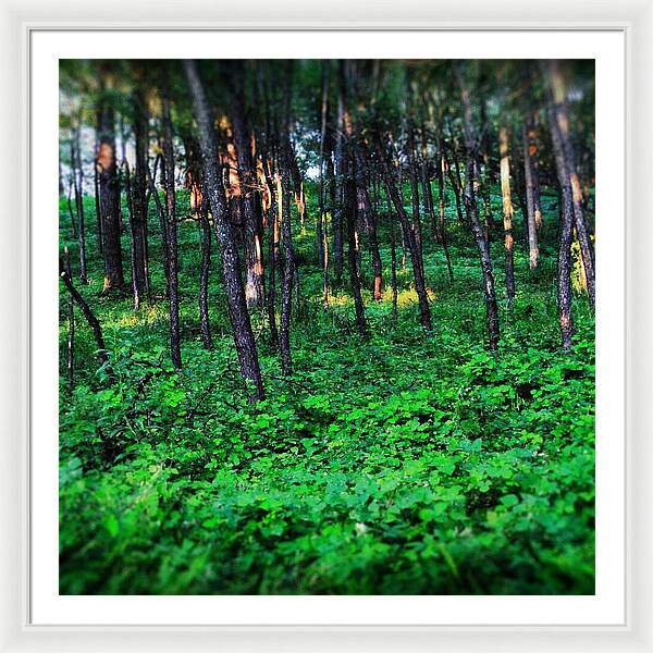 Patchy Sunlight In The Woods 1 - Framed Print