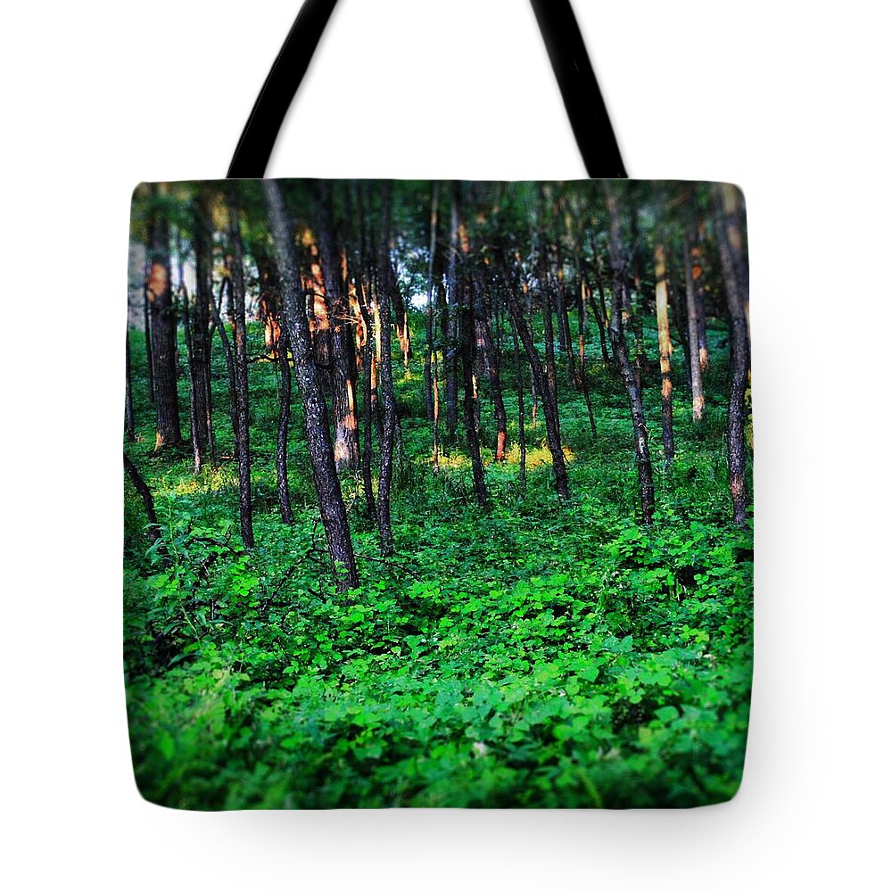 Patchy Sunlight In The Woods 1 - Tote Bag