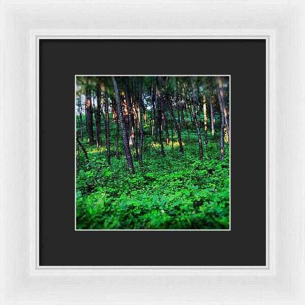 Patchy Sunlight In The Woods 1 - Framed Print