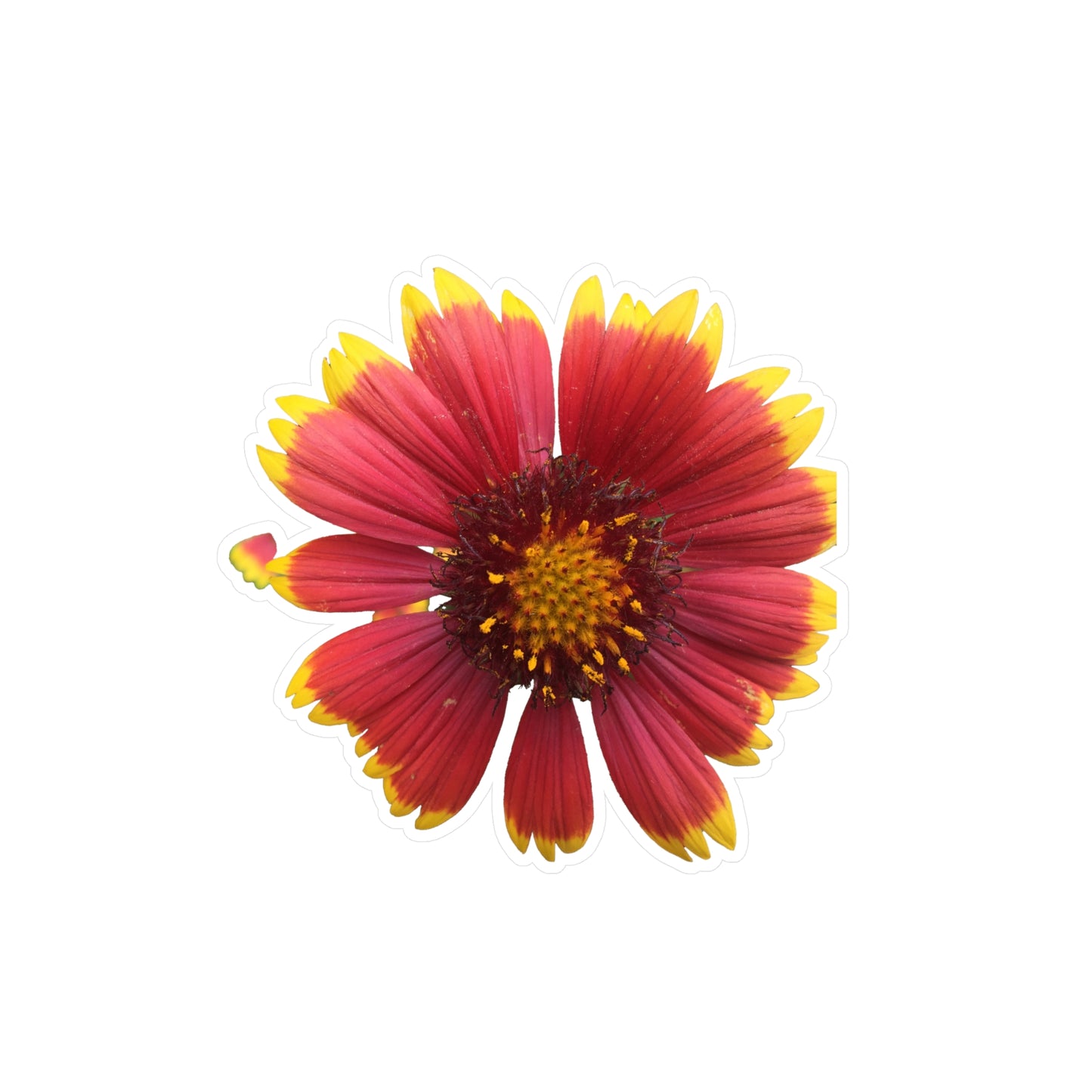 Gaillardia Kiss-Cut Vinyl Decals