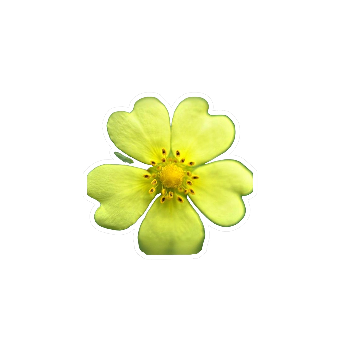 Yellow Wildflower Kiss-Cut Vinyl Decals