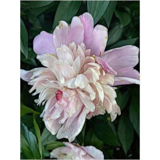 June Peony Temporary Tattoo