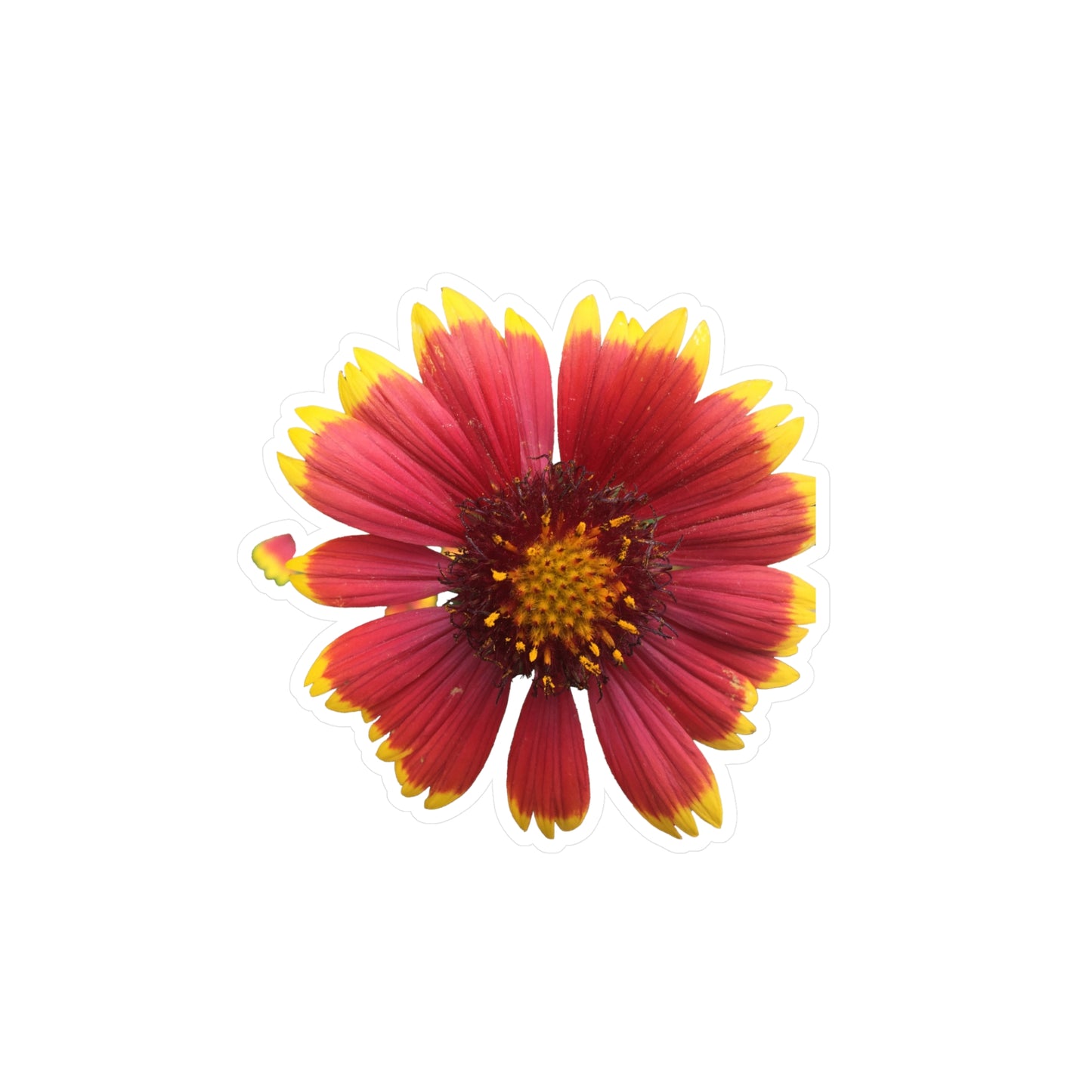 Gaillardia Kiss-Cut Vinyl Decals