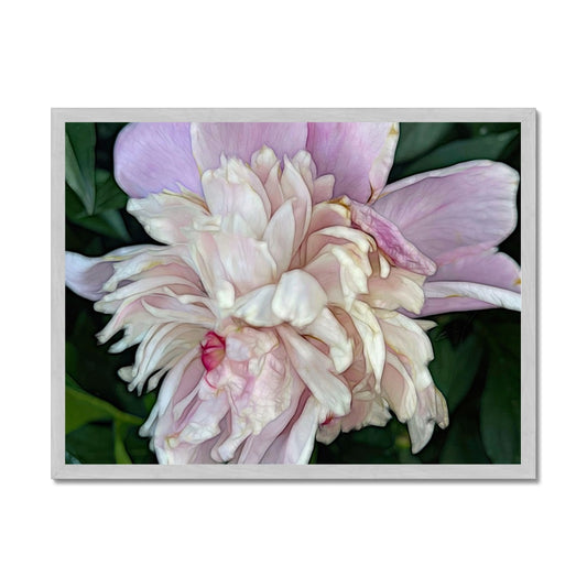 June Peony Antique Framed Print