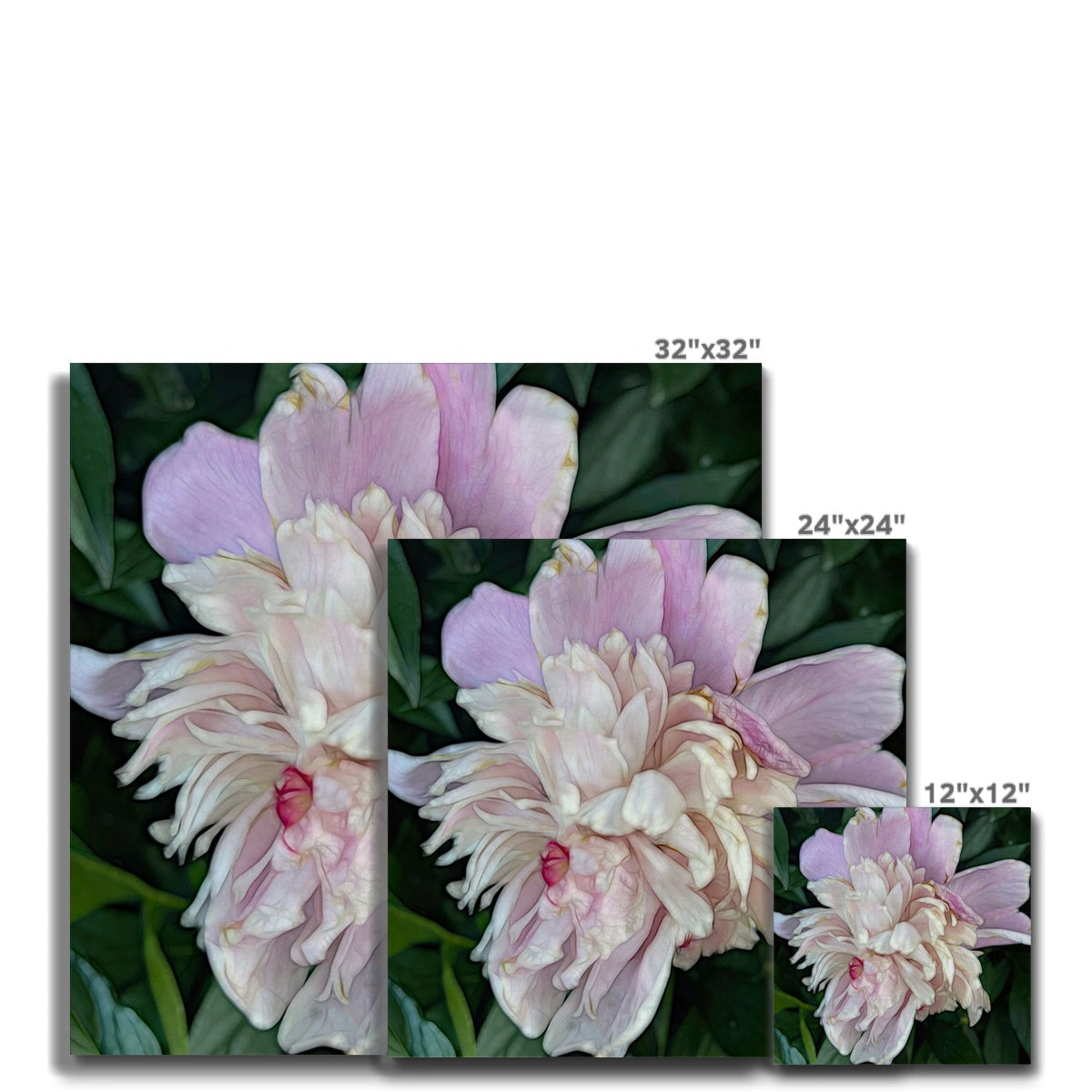 June Peony Canvas