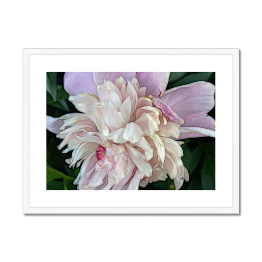 June Peony Framed & Mounted Print