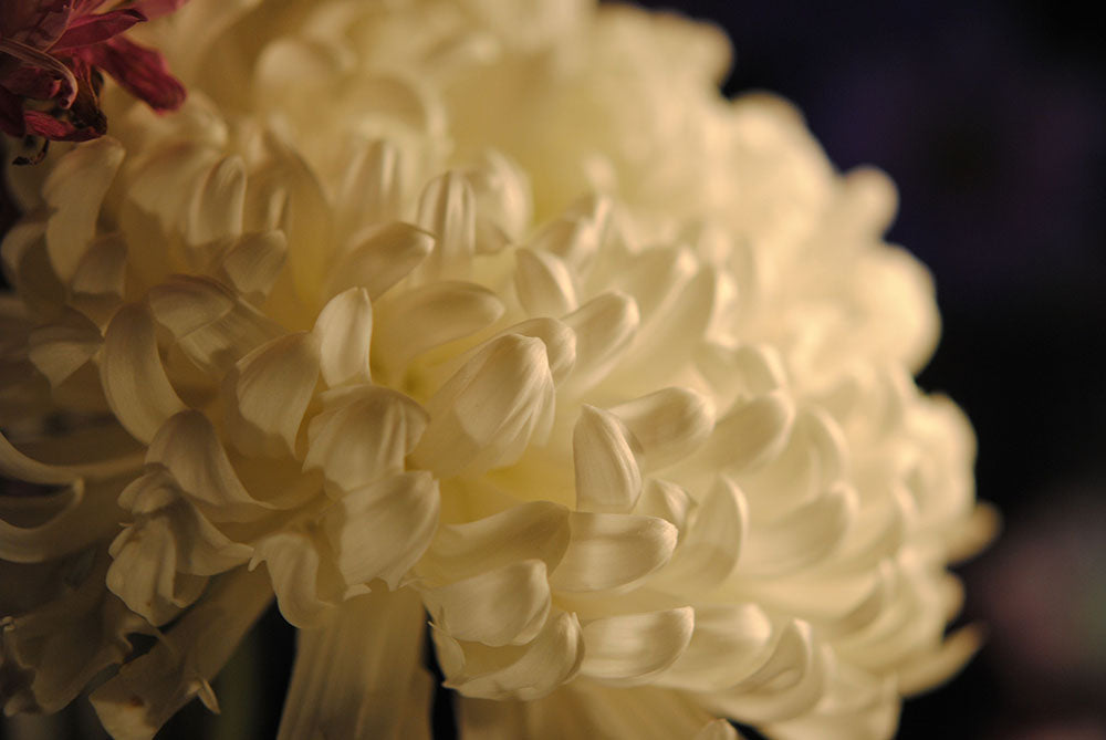 Raw Flowers 17 Digital Image Download