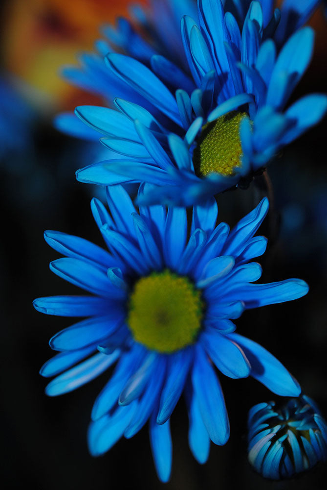 Raw Flowers 5 Digital Image Download