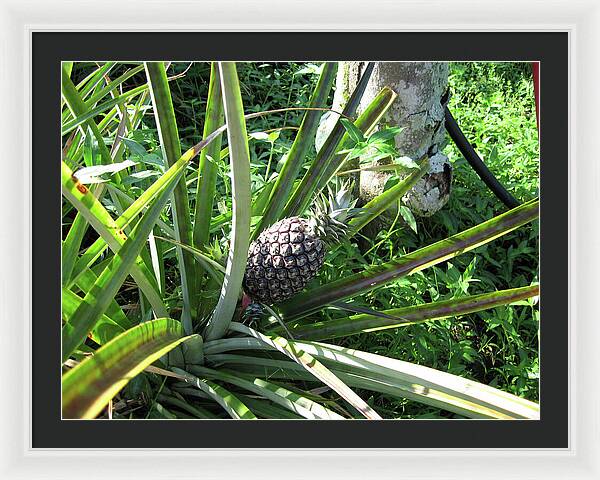 Hawaii 1 - Framed Print