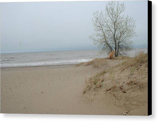 Lake Michigan Sandy Tree - Canvas Print