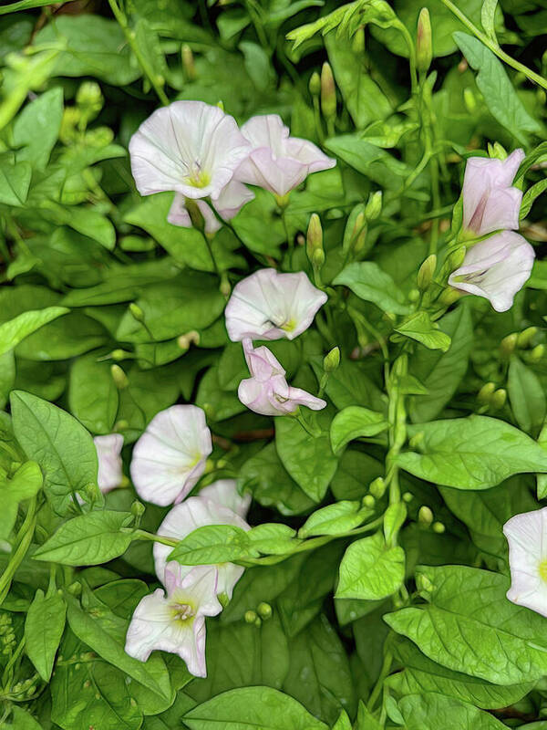 Morning Glories - Art Print