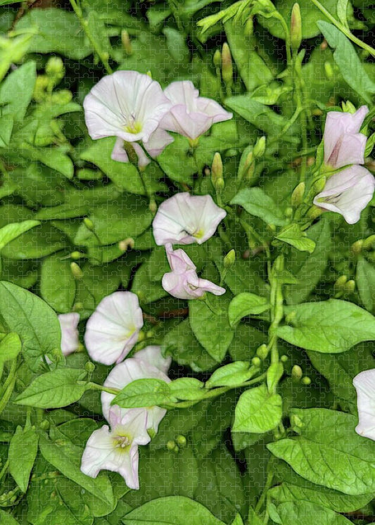 Morning Glories - Puzzle