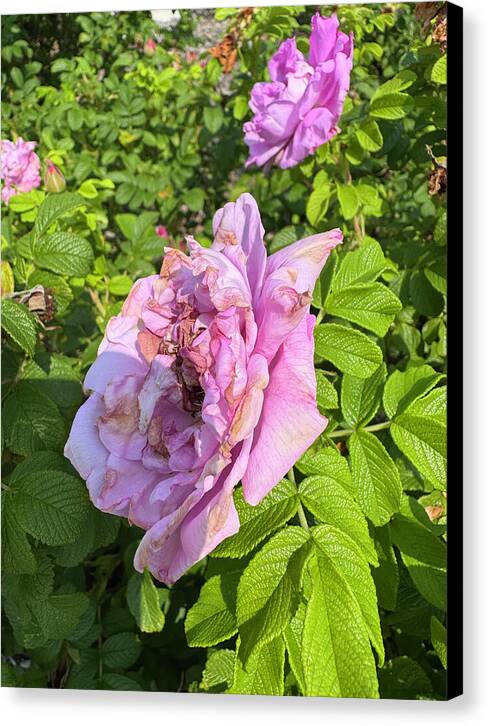 Nippersink Rose - Canvas Print