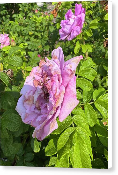 Nippersink Rose - Canvas Print