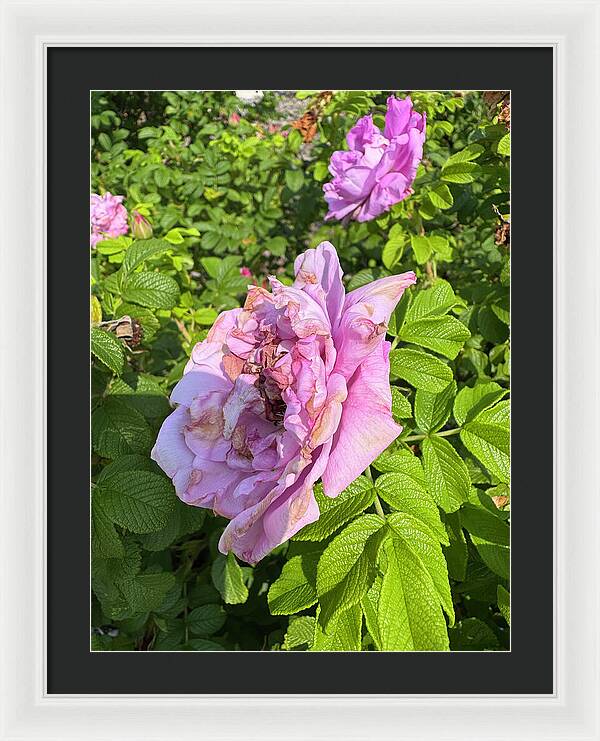 Nippersink Rose - Framed Print