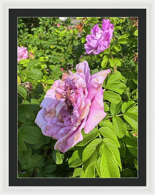 Nippersink Rose - Framed Print