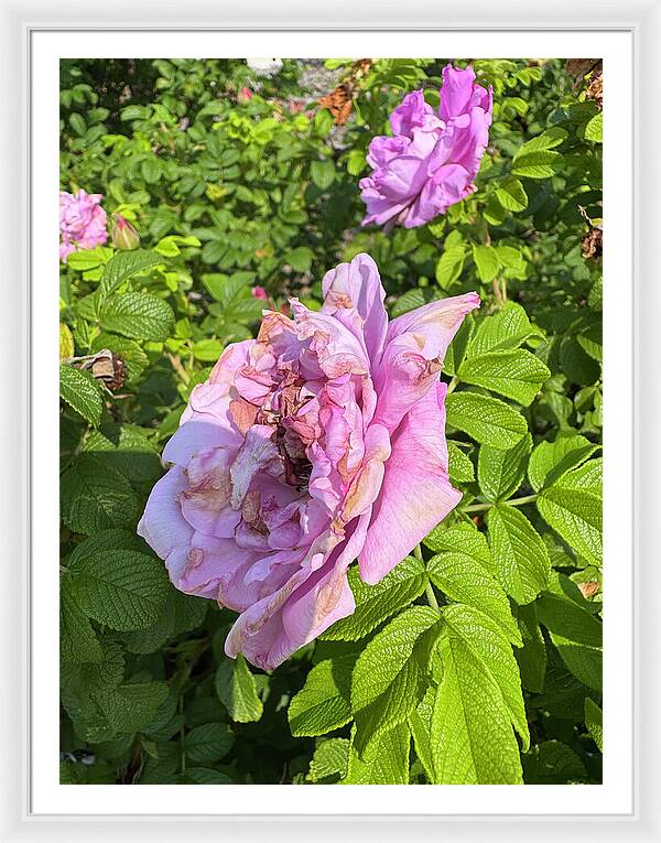 Nippersink Rose - Framed Print
