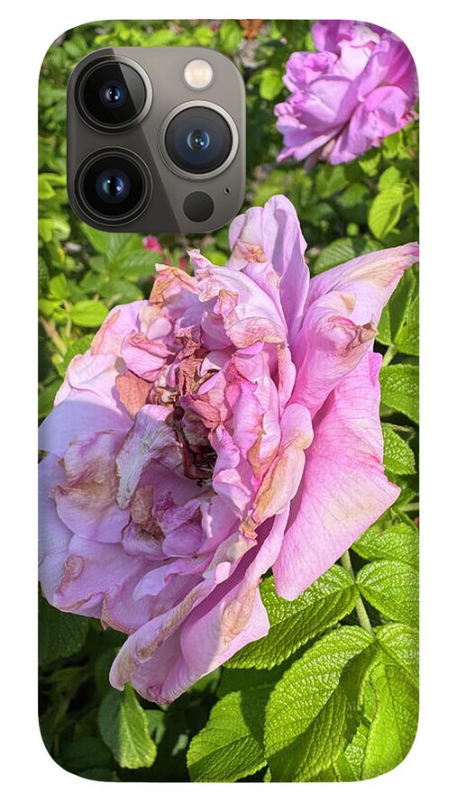 Nippersink Rose - Phone Case