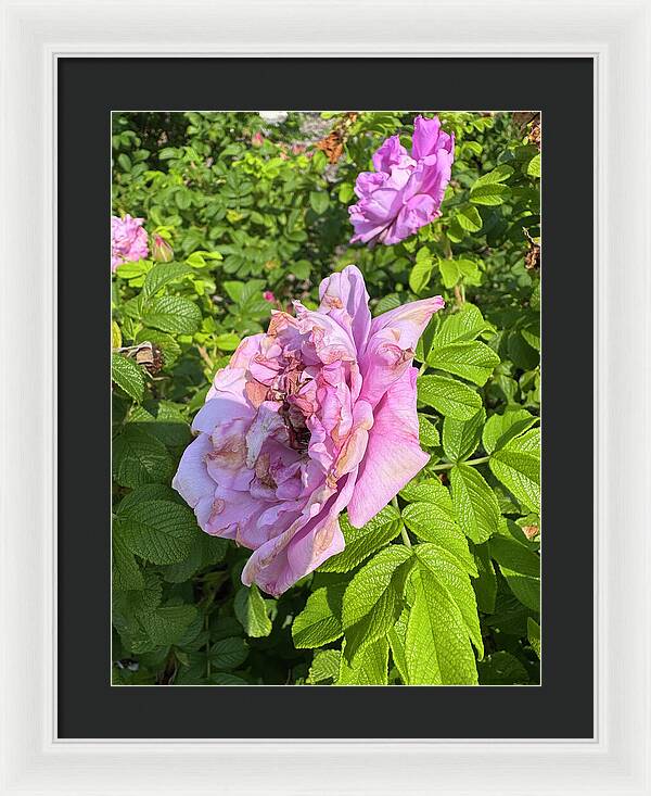 Nippersink Rose - Framed Print