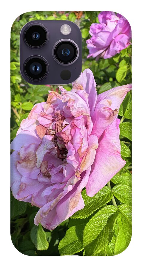 Nippersink Rose - Phone Case