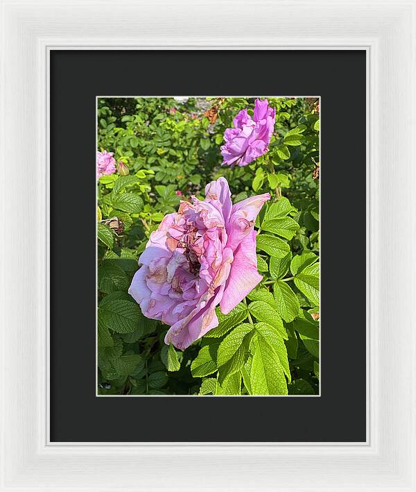 Nippersink Rose - Framed Print