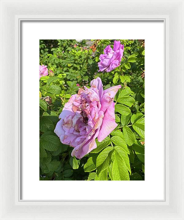 Nippersink Rose - Framed Print