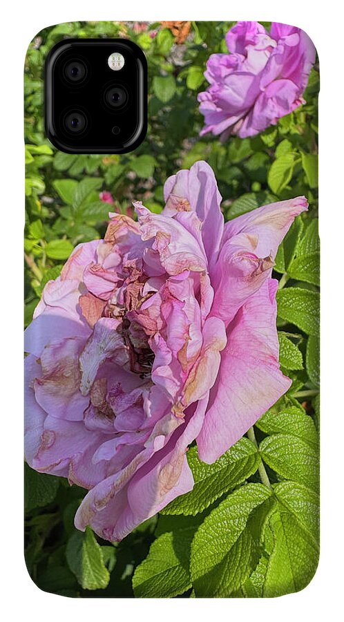 Nippersink Rose - Phone Case