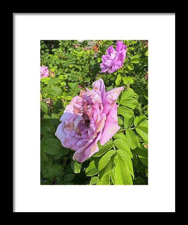 Nippersink Rose - Framed Print