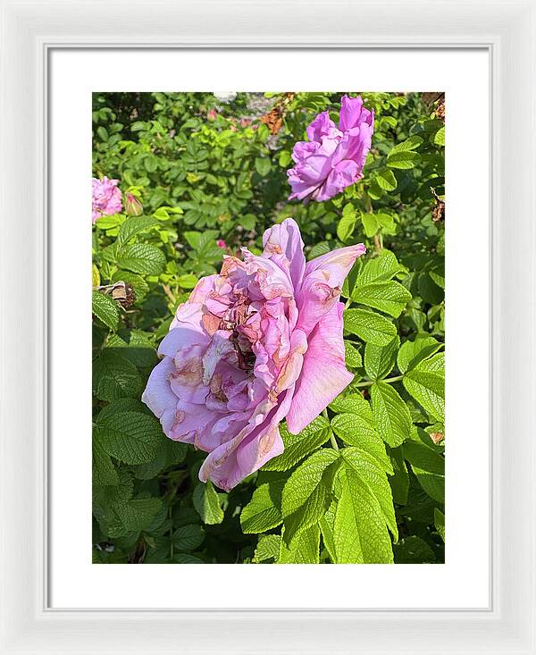 Nippersink Rose - Framed Print