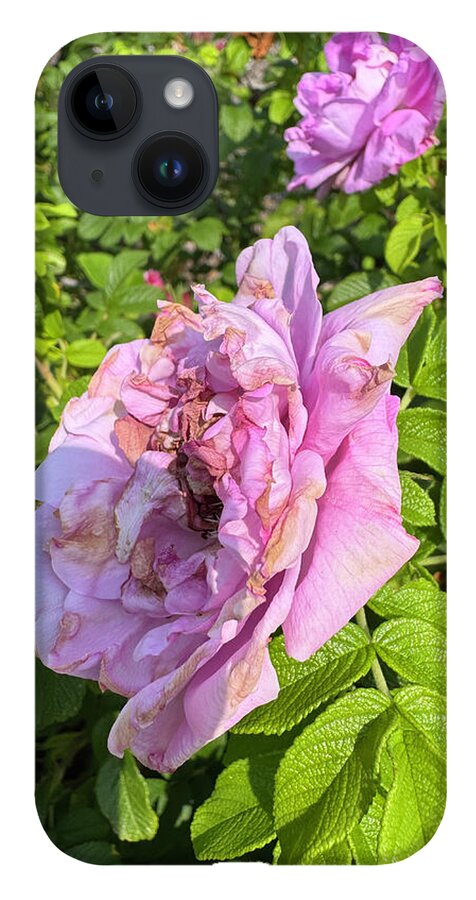 Nippersink Rose - Phone Case