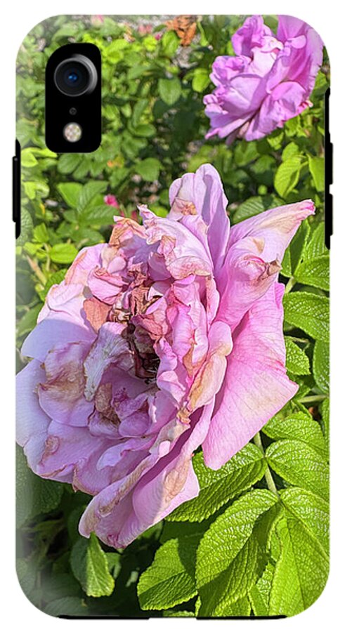 Nippersink Rose - Phone Case