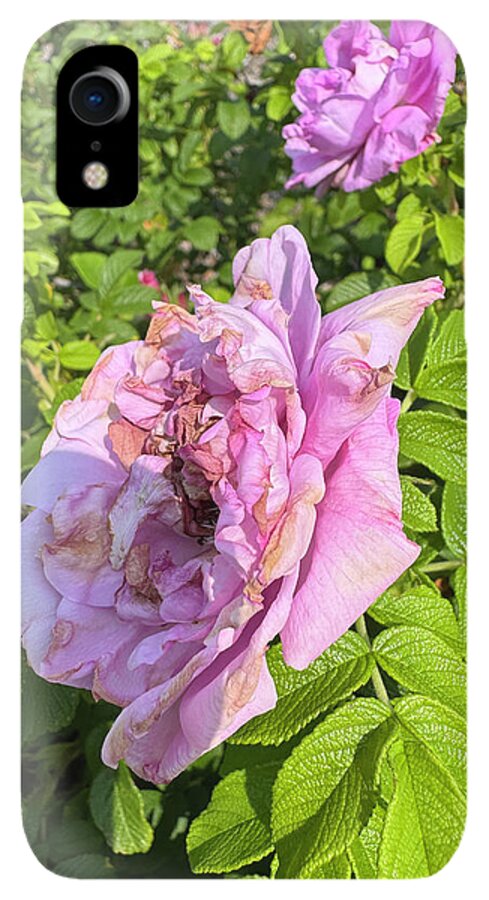 Nippersink Rose - Phone Case