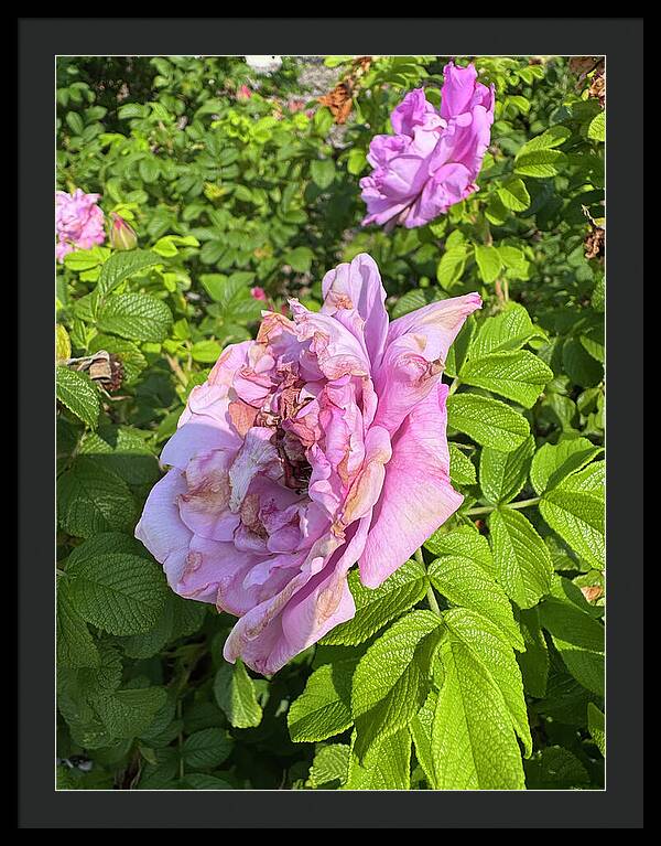 Nippersink Rose - Framed Print
