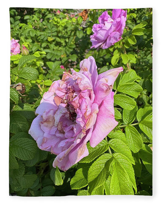 Nippersink Rose - Blanket