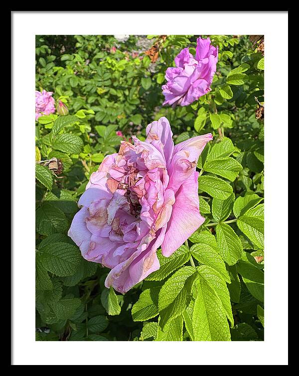 Nippersink Rose - Framed Print