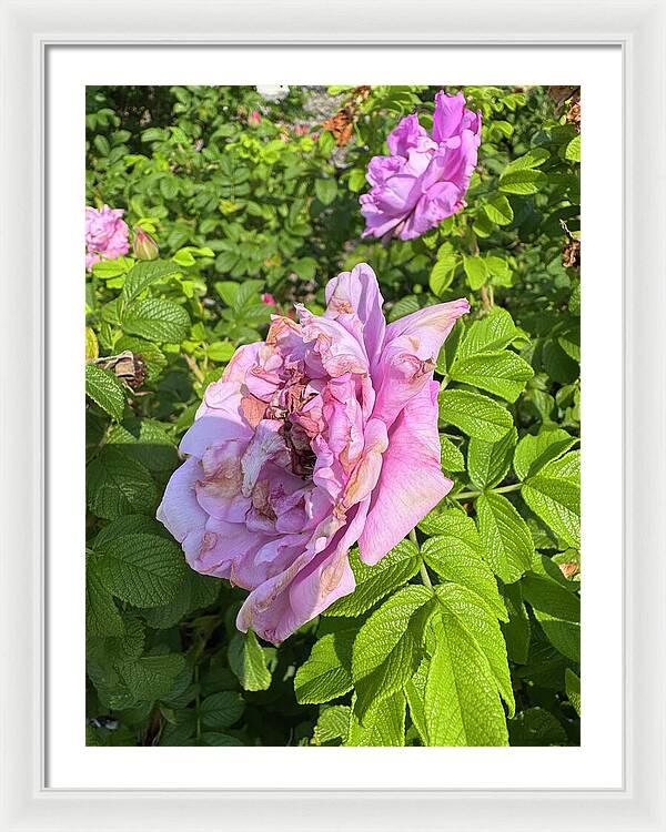 Nippersink Rose - Framed Print