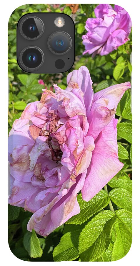 Nippersink Rose - Phone Case