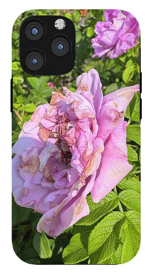 Nippersink Rose - Phone Case