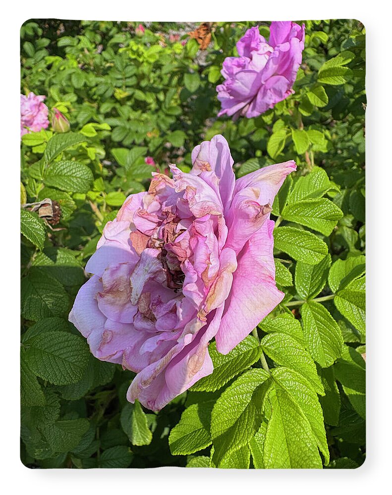 Nippersink Rose - Blanket