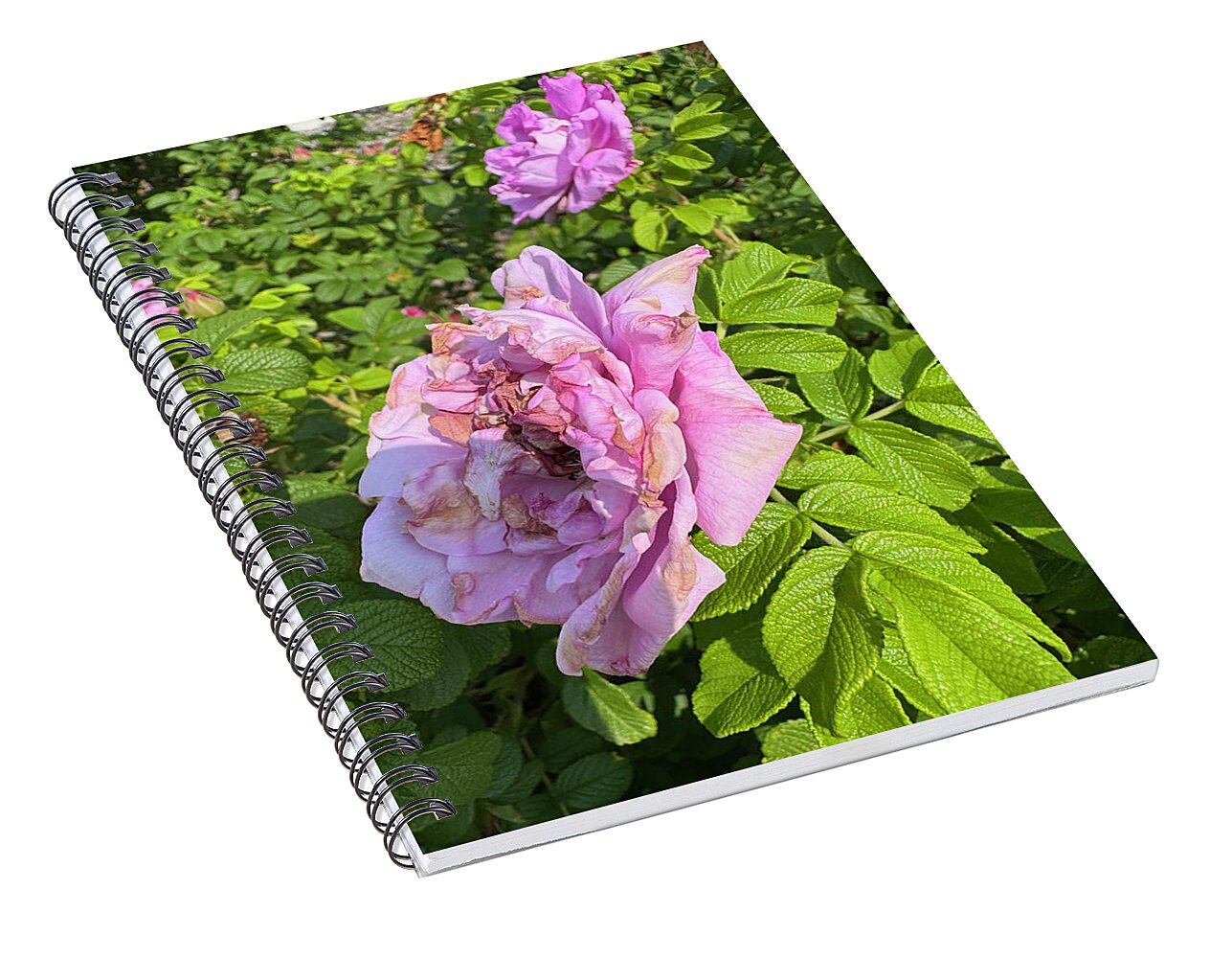 Nippersink Rose - Spiral Notebook