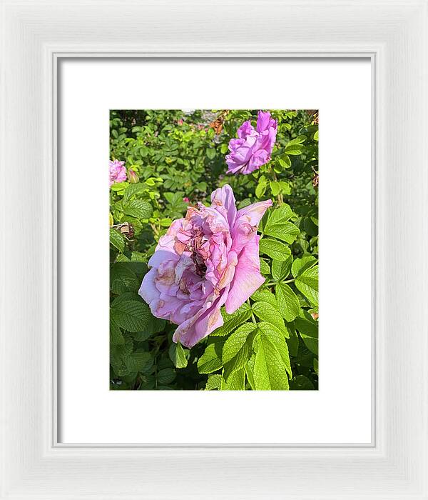 Nippersink Rose - Framed Print