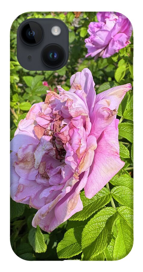 Nippersink Rose - Phone Case