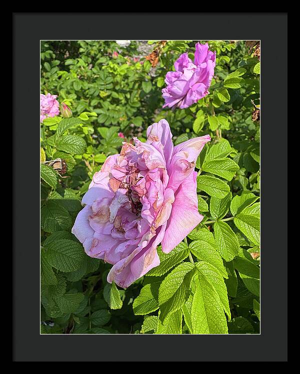 Nippersink Rose - Framed Print