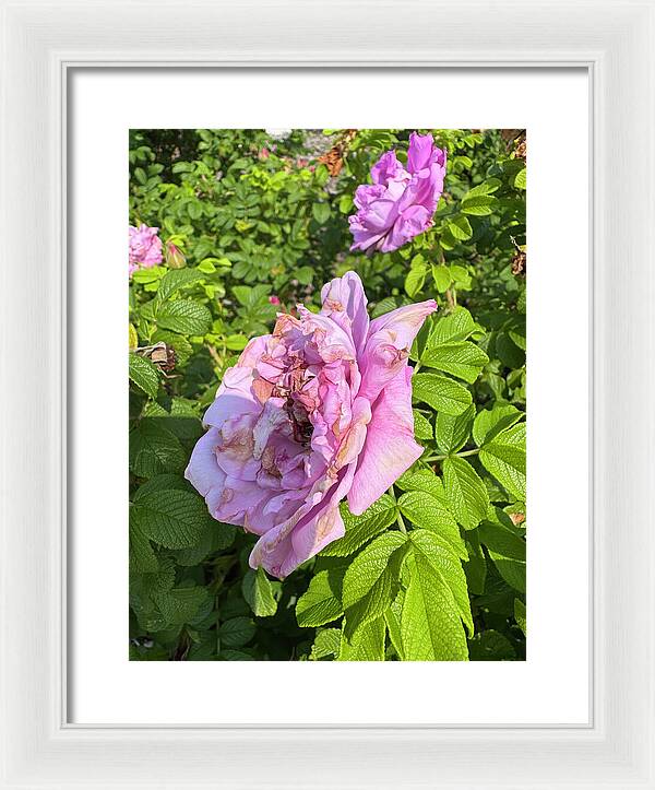 Nippersink Rose - Framed Print