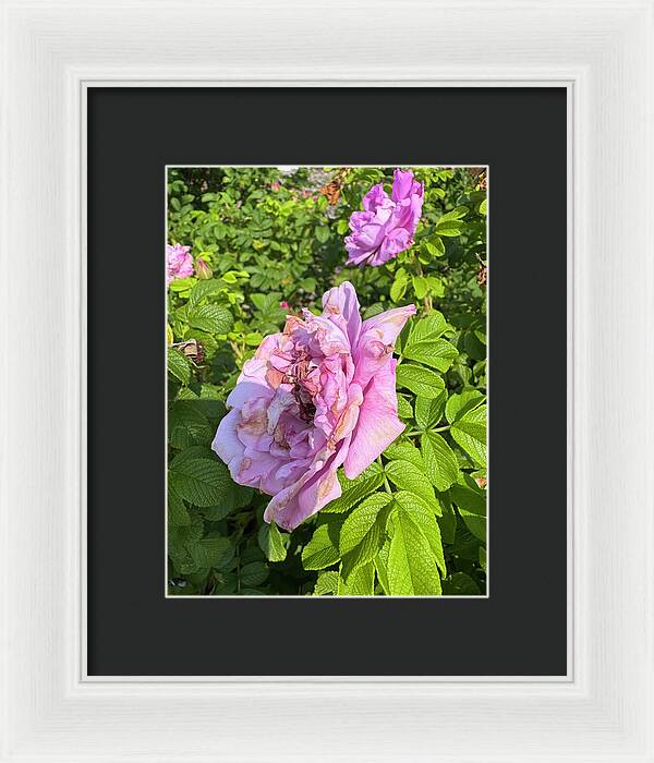 Nippersink Rose - Framed Print