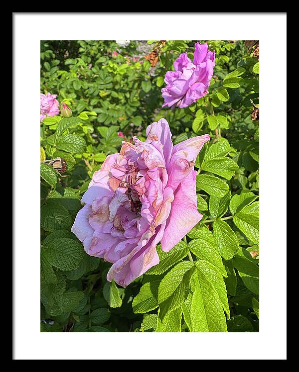 Nippersink Rose - Framed Print